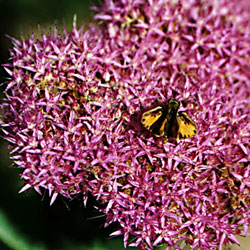 Sedum